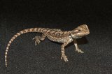 2026 C. B. Leatherback Bearded Dragons (#9211-U)