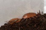 Orange Isopods (#6209-U) Orange Isopods (#6209-U)