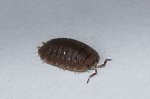 Giant Canyon Isopods Giant Canyon Isopods