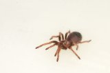 2026 C. B. Mexican Red Leg Tarantula (#8310-U)