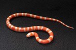2022 C. B. Tangerine Albino Honduran Milk Snake (#2403-M)