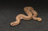 2026 C. B. Western Hognose Snake (#4502-F)