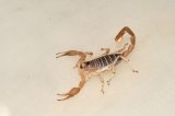 LTC Dune Scorpion (#8317-U)
