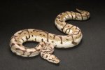 2022 C. B. Bumble Bee Ball Python (#9108=F) 2022 C. B. Bumble Bee Ball Python (#9108=F)