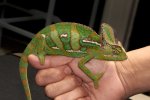 Veiled Chameleons (#3203-M)