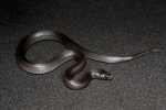 2023 C. B. Mexican Black King Snake (#4203-M)