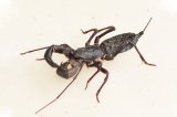 LTC Texas Giant Vinegaroon (#8316-U)