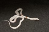 2026 C. B. Palmetto Corn Snake (#9516-M)