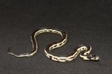 2025 C. B. Black & White Aberrant California King Snake (#4301-M