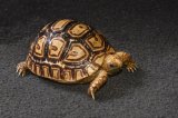 2026 C.B. Leopard Tortoise (#3111-U)