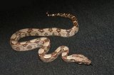 2025 C. B. Colombian Red Tail Boa (#4501-F)
