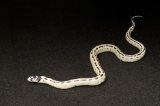2024 C. B. High White California King Snake (#5107-F)