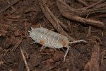 Dalmatian Isopods Dalmatian Isopods