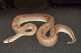 2024 C. B. Champagne Ball Python (#7309)