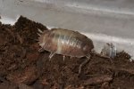 Milk Back Isopods (#6213-U) Milk Back Isopods (#6213-U)