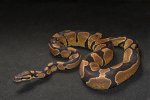 2022 C. B. Normal Ball Python (#9117-M) 2022 C. B. Normal Ball Python (#9117-M)