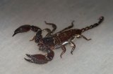 LTC Thai Flat Rock Scorpion (#7502-U)