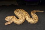 2024 C.B. Banana Ball Python (#3302-M)