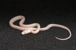 2023 C. B. Texas Leucistic Black Rat Snake (#8205-F)