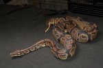 2022 C. B. Normal Ball Python (#9114-M) 2022 C. B. Normal Ball Python (#9114-M)