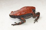 LTC Red & Black Walking Frogs (#5405-U)