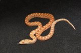 2026 C. B. Kankakee Albino Bull Snake (#9518-M)