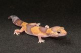 2025 C. B. Albino African Fat Tail Gecko (#5102-M)