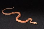 2023 C. B. Scaleless Texas Rat Snake (#2210-M)