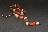 2025 C. B. Apricot Pueblan Milk Snake (#4302-F)