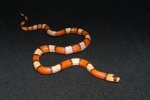 2022 C. B. Hypo Tri Color Honduran Milk Snake (#3210-M)