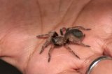 2025 C. B. Mexican Red Knee Tarantula (#7504-U)