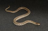 2024 C. B. Checkered Garter Snake (#4301-M)
