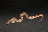 2026 C. B. Hypo Jungle Red Tail Boa (#7401-F)