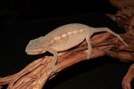 2024 C. B. Ambanja Panther Chameleon (#11511-F)
