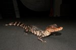 LTC Dwarf Caiman (#11406-U)