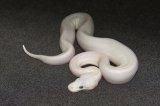 2025 C. B. Blue Eyed Leucistic (Mojave/Russo) Ball Python (#5212